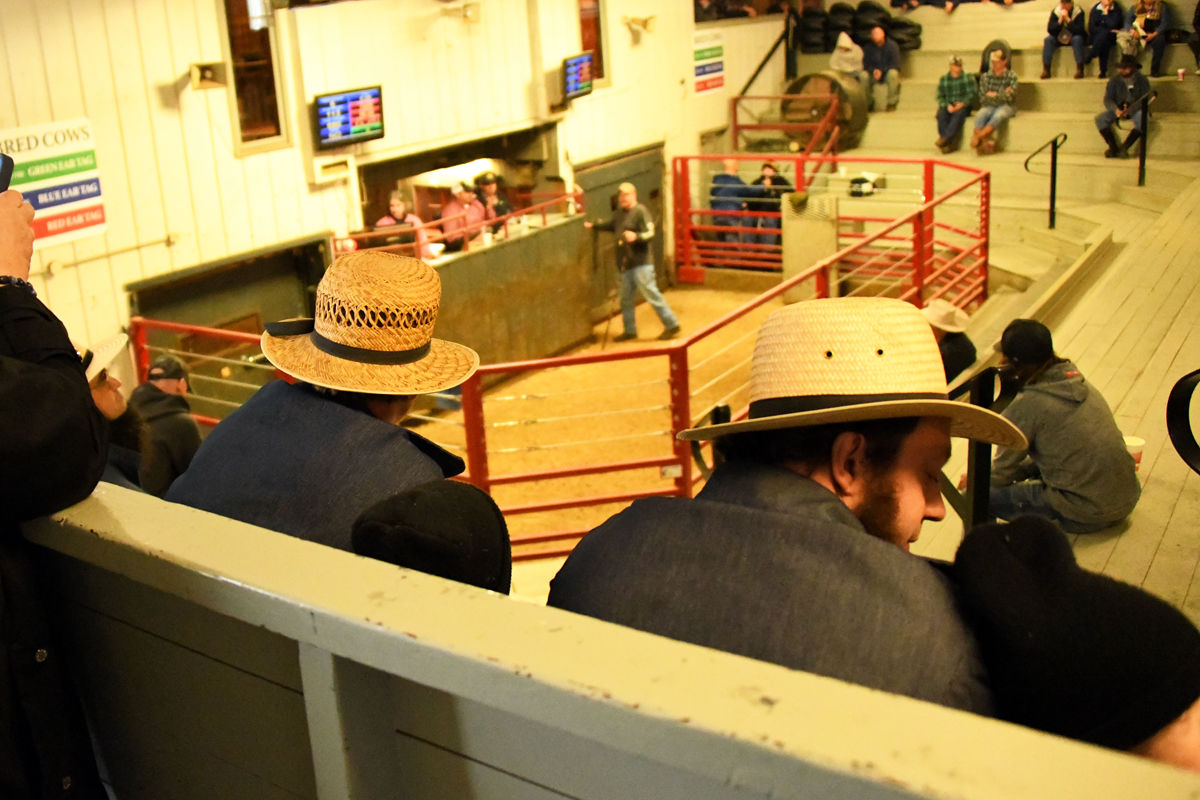 083 Amish men in foreground at the Kalona sales barn.JPG